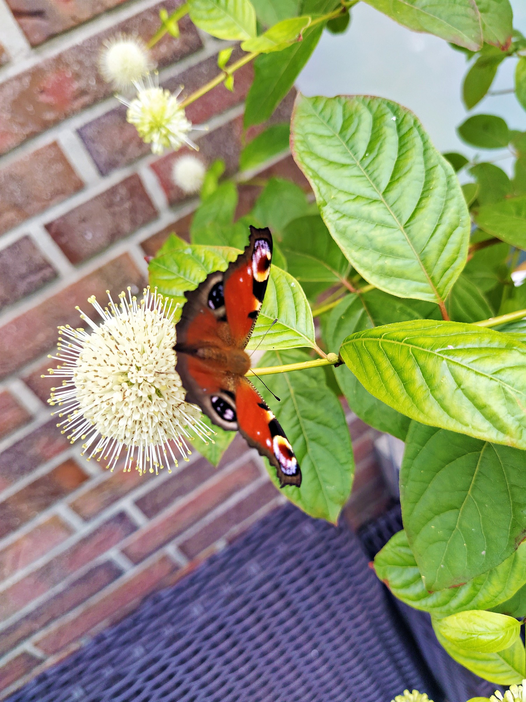 IMG 20210727 130533 web